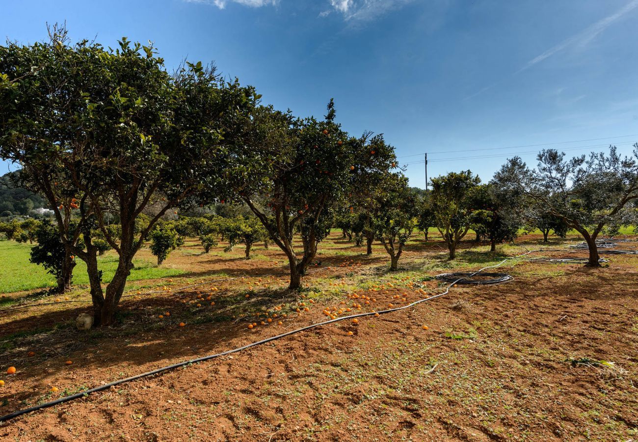 Villa in Santa Eulalia des Riu - Casa Zelia